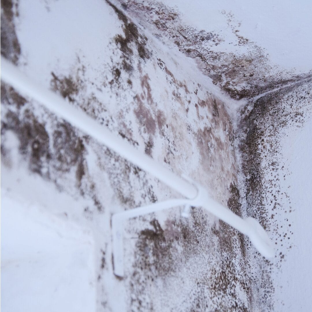 Mold testing and inspection